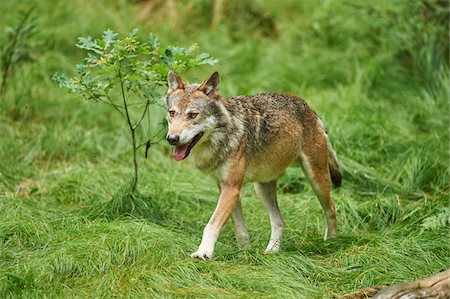 simsearch:700-08171738,k - Portrait of Eurasian Wolf (Canis lupus lupus) in Summer, Bavarian Forest National Park, Bavaria, Germany Fotografie stock - Rights-Managed, Codice: 700-08171744