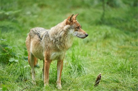 simsearch:700-06732731,k - Portrait of Eurasian Wolf (Canis lupus lupus) in Summer, Bavarian Forest National Park, Bavaria, Germany Stock Photo - Rights-Managed, Code: 700-08171745