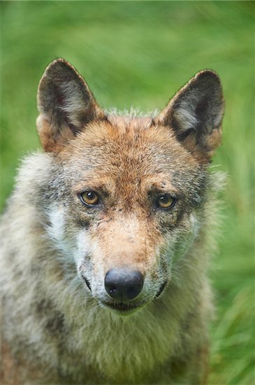 Close-up of Eurasian Wolf (Canis lupus lupus) in Summer, Bavarian Forest National Park, Bavaria, Germany Stock Photo - Premium Rights-Managed, Artist: David & Micha Sheldon, Image code: 700-08171746