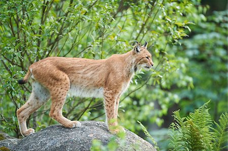 small cat - Portrait of Eurasian Lynx (Lynx lynx carpathicus) in Summer, Bavarian Forest National Park, Bavaria, Germany Stock Photo - Rights-Managed, Code: 700-08171740