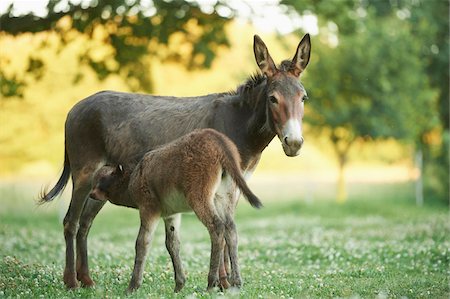 Portrait of Donkey (Equus africanus asinus) Mother with Foal on Meadow in Summer, Upper Palatinate, Bavaria, Germany Photographie de stock - Rights-Managed, Code: 700-08171743