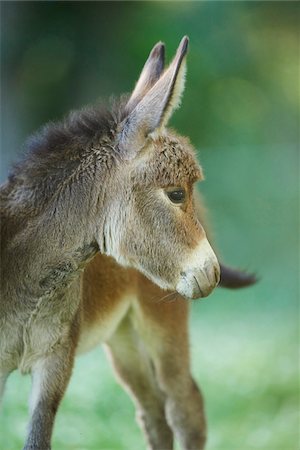 poulain - Portrait of Donkey (Equus africanus asinus) Foal on Meadow in Summer, Upper Palatinate, Bavaria, Germany Photographie de stock - Rights-Managed, Code: 700-08171751