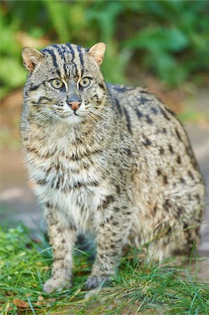 simsearch:700-06752450,k - Portrait of Fishing Cat (Prionailurus viverrinus) on Late Summer Morning, Germany Stock Photo - Rights-Managed, Code: 700-08209756