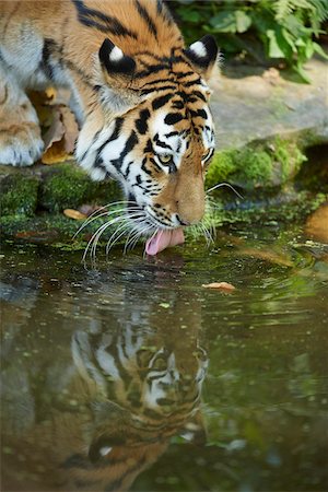 simsearch:649-07065232,k - Portrait of a Siberian tiger (Panthera tigris altaica) drinking water, in late summer, Germany Photographie de stock - Rights-Managed, Code: 700-08209945