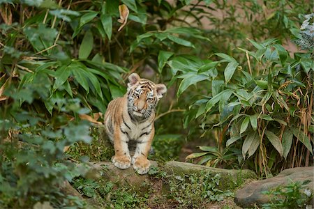 simsearch:841-08211510,k - Close-up portrait of a Siberian tiger (Panthera tigris altaica) cub in late summer, Germany Photographie de stock - Rights-Managed, Code: 700-08209947