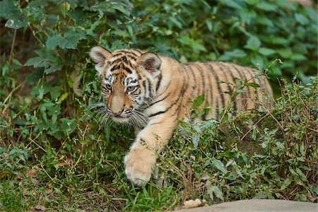 Close-up of a Siberian tiger (Panthera tigris altaica) cub walking in forest in late summer, Germany Photographie de stock - Rights-Managed, Code: 700-08209949