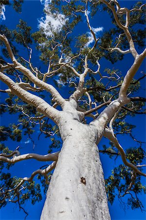 simsearch:700-08209940,k - Ghost Gum Tree, Trephina Gorge, Trephina Nature Park, East Macdonnell Ranges, Northern Territory, Australia Photographie de stock - Rights-Managed, Code: 700-08200958