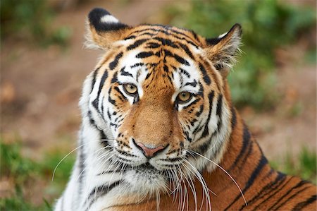 simsearch:700-08353319,k - Portrait of Siberian Tiger (Panthera tigris altaica) in Late Summer, Germany Photographie de stock - Rights-Managed, Code: 700-08210084