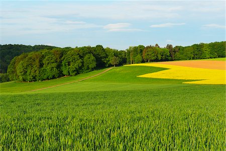 reichartshausen - Countryside with Canola Field in Spring, Reichartshausen, Amorbach, Odenwald, Bavaria, Germany Stockbilder - Lizenzpflichtiges, Bildnummer: 700-08225296