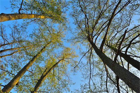 simsearch:600-08122040,k - Looking up into the Treetops of Alder Trees, Woerth am Main, Churfranken, Franconia, Bavaria, Germany Photographie de stock - Rights-Managed, Code: 700-08225291