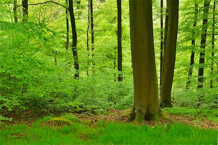 Beech Trees in Forest, Miltenberg, Miltenberg-District, Churfranken, Franconia, Bavaria, Germany Photographie de stock - Rights-Managed, Code: 700-08225292