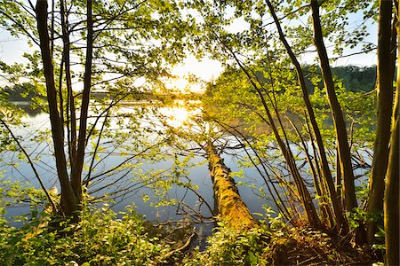 renewable - Sun Shining through Trees on the Shoreline of a Lake, Niedernberg, Miltenberg-District, Churfranken, Franconia, Bavaria, Germany Stock Photo - Rights-Managed, Code: 700-08225308