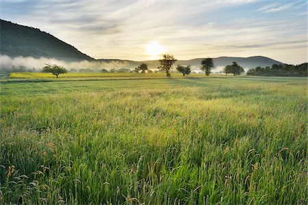 franconia - Countryside with Meadow at Sunrise, Spring, Kleinheubach, Miltenberg-District, Churfranken, Franconia, Bavaria, Germany Foto de stock - Con derechos protegidos, Código: 700-08225303