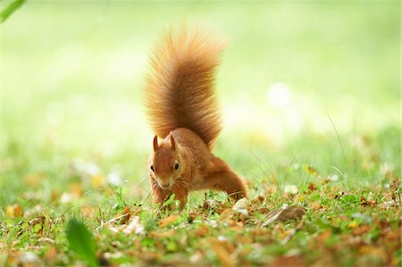 Close-up of Eurasian Red Squirrel (Sciurus vulgaris) in Late Summer, Germany Stock Photo - Rights-Managed, Code: 700-08237041