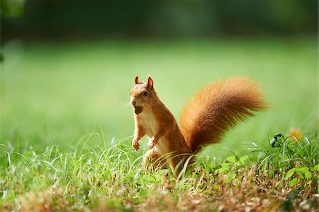 Close-up of Eurasian Red Squirrel (Sciurus vulgaris) with Nut in its Mouth in Late Summer, Germany Foto de stock - Con derechos protegidos, Código: 700-08237042