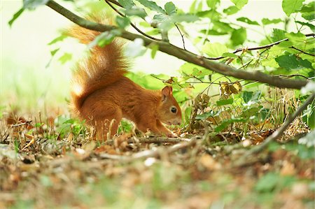 rodent - Close-up of Eurasian Red Squirrel (Sciurus vulgaris) in Late Summer, Germany Foto de stock - Con derechos protegidos, Código: 700-08237043