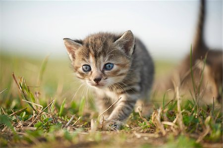 Five Week Old Domestic Kitten (Felis silvestris catus) on Meadow in Late Summer, Upper Palatinate, Bavaria, Germany Stockbilder - Lizenzpflichtiges, Bildnummer: 700-08237079