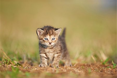 Five Week Old Domestic Kitten (Felis silvestris catus) on Meadow in Late Summer, Upper Palatinate, Bavaria, Germany Stock Photo - Rights-Managed, Code: 700-08237071
