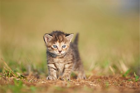 simsearch:700-07783769,k - Five Week Old Domestic Kitten (Felis silvestris catus) on Meadow in Late Summer, Upper Palatinate, Bavaria, Germany Stockbilder - Lizenzpflichtiges, Bildnummer: 700-08237071