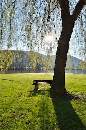 simsearch:879-09129090,k - Weeping Willow with Bench and Sun in Spring, Laudenbach, Churfranken, Spessart, Bavaria, Germany Stock Photo - Rights-Managed, Code: 700-08231164