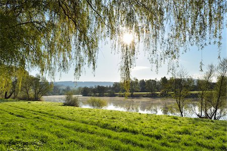 Weeping Willow with Sun and River Main  in the Morning, Stadtprozelten, Churfranken, Spessart, Miltenberg-District, Bavaria, Germany Stock Photo - Rights-Managed, Code: 700-08231176