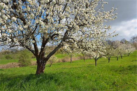 Blooming Cherry Tree in Spring, Bettingen, Wertheim, Main-Tauber-District, Odenwald, Baden Wurttemberg, Germany Stock Photo - Rights-Managed, Code: 700-08231182