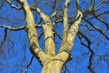 simsearch:700-08232310,k - looking up at Bare Plane Tree Treetops, Kleinheubach, Churfranken, Spessart, Bavaria, Germany Stock Photo - Rights-Managed, Code: 700-08232314