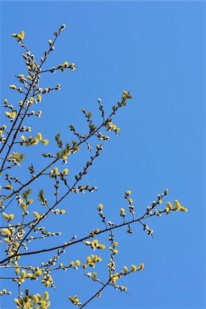 simsearch:700-08232317,k - Flowering Goat Willow (Salix caprea) in Spring, Kleinheubach, Churfranken, Spessart, Bavaria, Germany Stock Photo - Rights-Managed, Code: 700-08232317