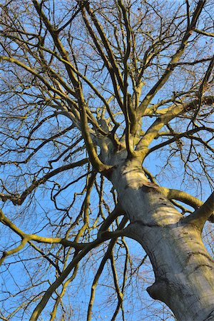 simsearch:700-08146227,k - Looking up at Bare Beech Tree, Kleinheubach, Churfranken, Spessart, Bavaria, Germany Stockbilder - Lizenzpflichtiges, Bildnummer: 700-08232313