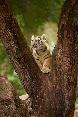 simsearch:700-08274232,k - Portrait of Siberian Ttiger Cub (Panthera tigris altaica) in Tree in Autumn, Germany Photographie de stock - Rights-Managed, Code: 700-08242314