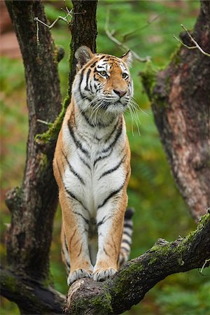 Portrait of Siberian Tiger (Panthera tigris altaica) in Tree in Autumn, Germany Stock Photo - Rights-Managed, Code: 700-08242313