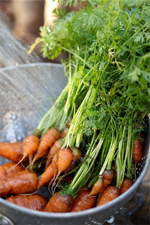 Bunch of carrots in a metal collander with water being sprayed on them. Foto de stock - Con derechos protegidos, Código: 700-08274225