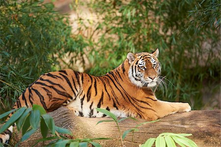 simsearch:700-08274226,k - Portrait of Siberian Tiger (Panthera tigris altaica) Lyig on Log in Autumn, Germany Foto de stock - Con derechos protegidos, Código: 700-08274226