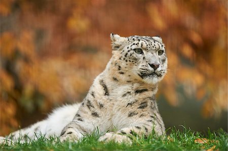 simsearch:695-03381389,k - Portrait of Snow Leopard (Panthera uncia) in Autumn, Germany Stockbilder - Lizenzpflichtiges, Bildnummer: 700-08274239