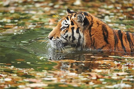 felino grande - Close-up of Siberian Tiger (Panthera tigris altaica) in Water in Autumn, Germany Foto de stock - Con derechos protegidos, Código: 700-08274232