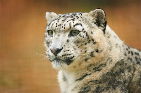 simsearch:700-08237045,k - Portrait of Snow Leopard (Panthera uncia) in Autumn, Germany Stockbilder - Lizenzpflichtiges, Bildnummer: 700-08274245