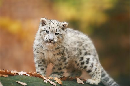 Portrait of Young Snow Leopard (Panthera uncia) in Autumn, Germany Stock Photo - Rights-Managed, Code: 700-08274240