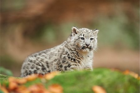 Portrait of Young Snow Leopard (Panthera uncia) in Autumn, Germany Fotografie stock - Rights-Managed, Codice: 700-08312016