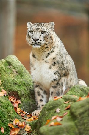 Portrait of Snow Leopard (Panthera uncia) in Autumn, Germany Foto de stock - Con derechos protegidos, Código: 700-08312017