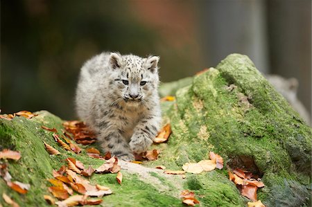 Portrait of Young Snow Leopard (Panthera uncia) in Autumn, Germany Stock Photo - Rights-Managed, Code: 700-08312019