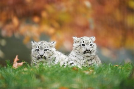 raubkatze - Portrait of Two Young Snow Leopards (Panthera uncia) in Autumn, Germany Foto de stock - Con derechos protegidos, Código: 700-08312027