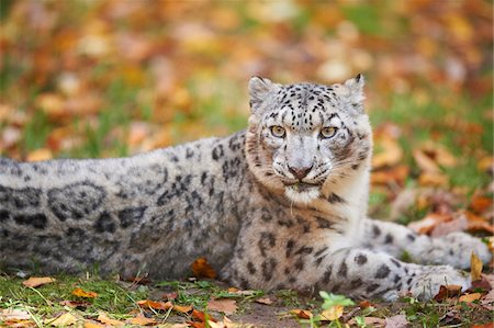 Portrait of Snow Leopard (Panthera uncia) in Autumn, Germany Fotografie stock - Rights-Managed, Codice: 700-08312022