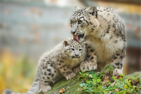 Portrait of Mother Snow Leopard (Panthera uncia) with Cub in Autumn, Germany Foto de stock - Con derechos protegidos, Código: 700-08312031