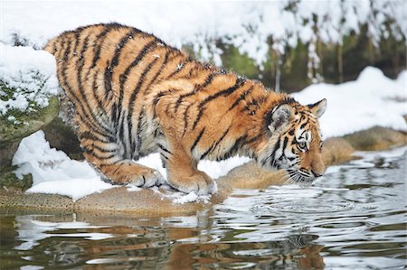 simsearch:700-08312031,k - Portrait of Siberian Tiger (Panthera tigris altaica) Youngster in Winter, Germany Photographie de stock - Rights-Managed, Code: 700-08353319