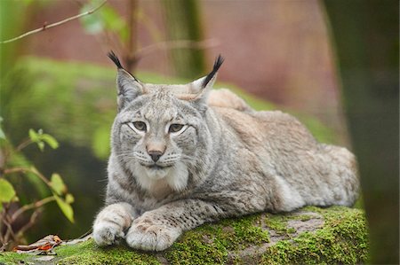 Portrait of Eurasian Lynx (Lynx lynx) in Autumn, Germany Photographie de stock - Rights-Managed, Code: 700-08353328