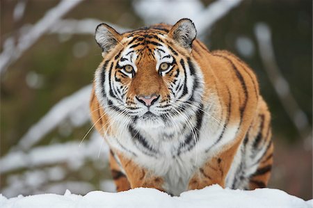 simsearch:700-08353342,k - Portrait of Siberian Tiger (Panthera tigris altaica) in Winter, Germany Foto de stock - Con derechos protegidos, Código: 700-08353320