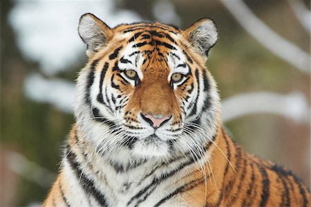 Close-up Portrait of Siberian Tiger (Panthera tigris altaica) in Winter, Germany Foto de stock - Con derechos protegidos, Código: 700-08353323