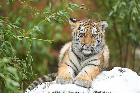 Portrait of Siberian Tiger (Panthera tigris altaica) Youngster in Winter, Germany Foto de stock - Con derechos protegidos, Código: 700-08353336