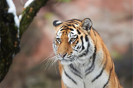 Portrait of Siberian Tiger (Panthera tigris altaica) in Winter, Germany Stockbilder - Lizenzpflichtiges, Bildnummer: 700-08353337