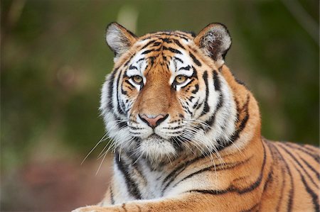 simsearch:700-08353342,k - Portrait of Siberian Tiger (Panthera tigris altaica) in Winter, Germany Foto de stock - Con derechos protegidos, Código: 700-08353333